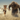 Amelia Earhart Vanished: A Mystery Unveiled - The Giant Crab or Damsquatch Theory?